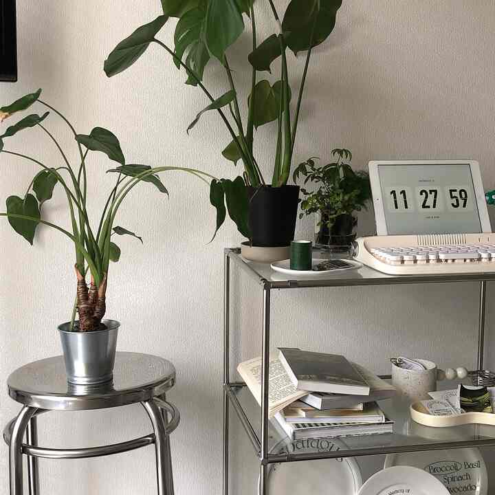 白い背景の壁とステンレスのスツールに置かれた緑の観葉植物が配置されたミニマルでモダンな植物コーナー