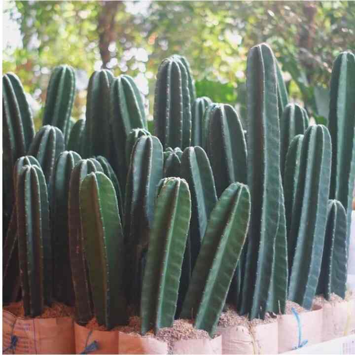 Tanaman hias kaktus koboy 40-50cm