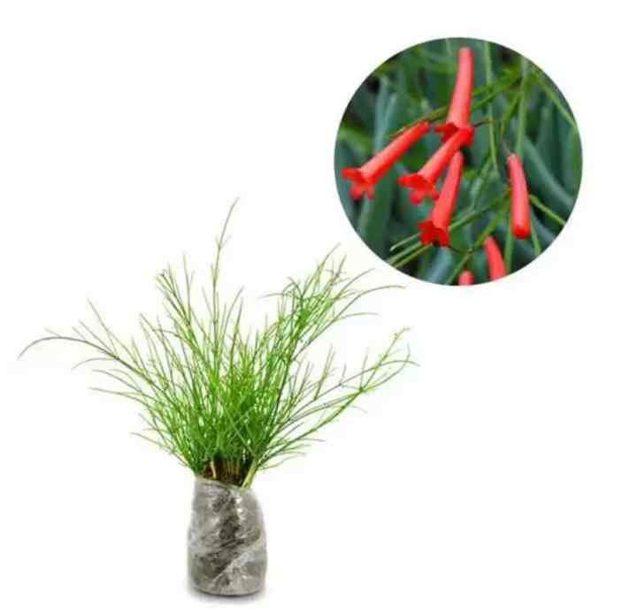 pohon bunga air mancur bunga merah