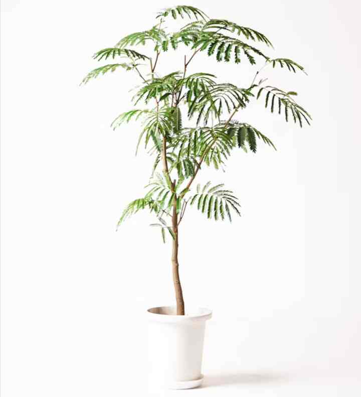 観葉植物 エバーフレッシュ 8号