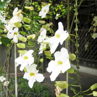 Tanaman Hias Tumbergia Putih