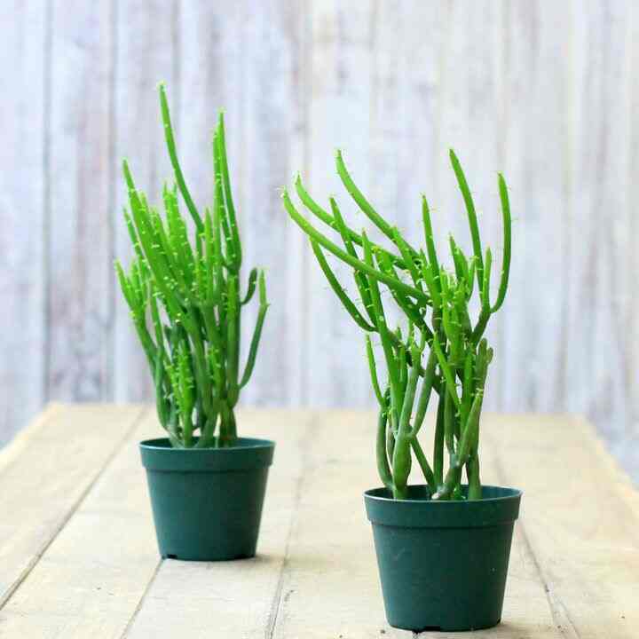 多肉植物 ユーフォルビア・オンコクラータ