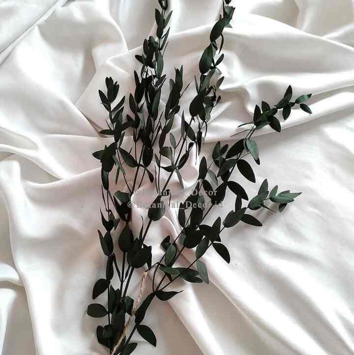 Preserved Gunni Eucalyptus