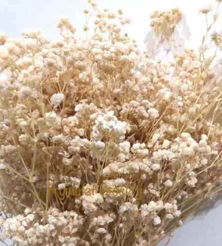 Bunga Baby's Breath Gysophila