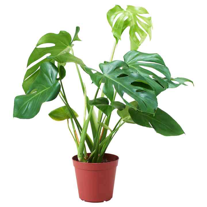 MONSTERA ADANSONII モンステラ アダンソニー 鉢植え