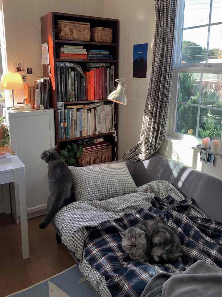 Cozy small room bathed in natural light featuring gray sofa and bookshelf