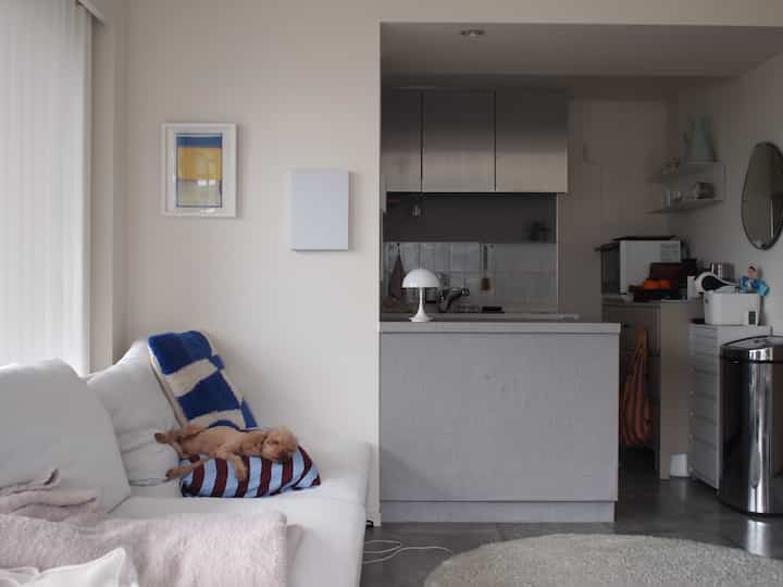 白と青のトーンのリビングとキッチン、ソファに犬が休んでいるナチュラルモダンな雰囲気のインテリア