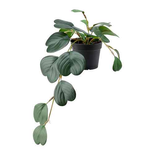 FEJKA, Tanaman tiruan dalam pot, dalam/luar ruang digantung/peperomia, 9 cm