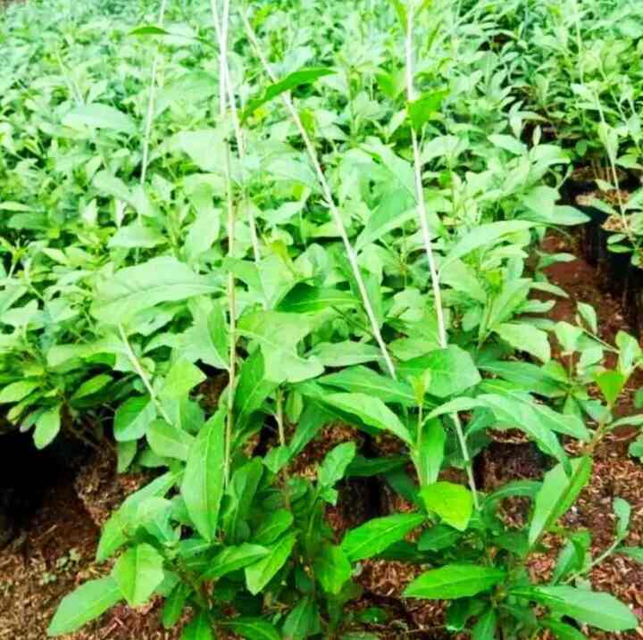 Tanaman Lee Kwan Yew