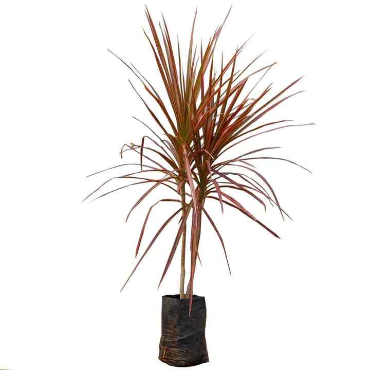 Tanaman Hias Dracaena Tricolor