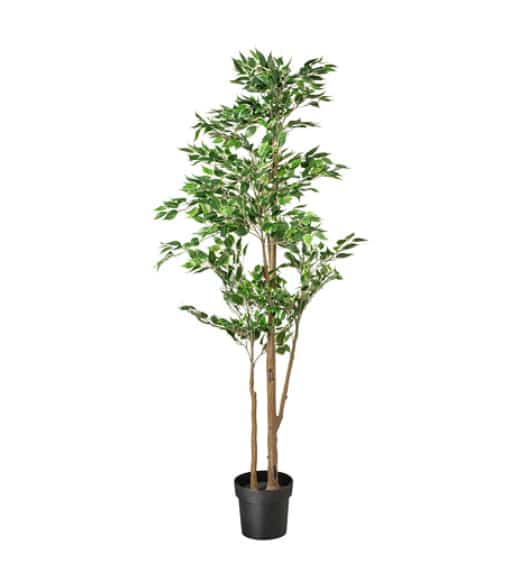 FEJKA Tanaman tiruan dalam pot, ficus benjamina exotica, 21 cm