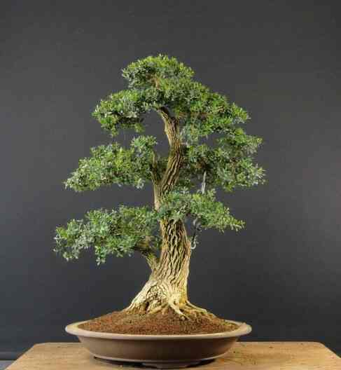 bonsai boxus batang besar