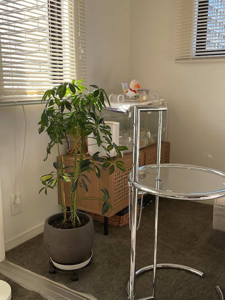 自然なトーンのリビング、ラタン製のテレビ台と観葉植物が配置された落ち着いた空間