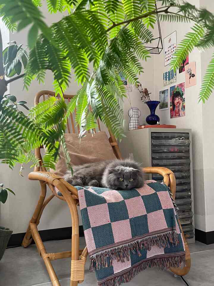 Natural color living room featuring a rattan armchair, lush plants, and a cozy gray cat resting