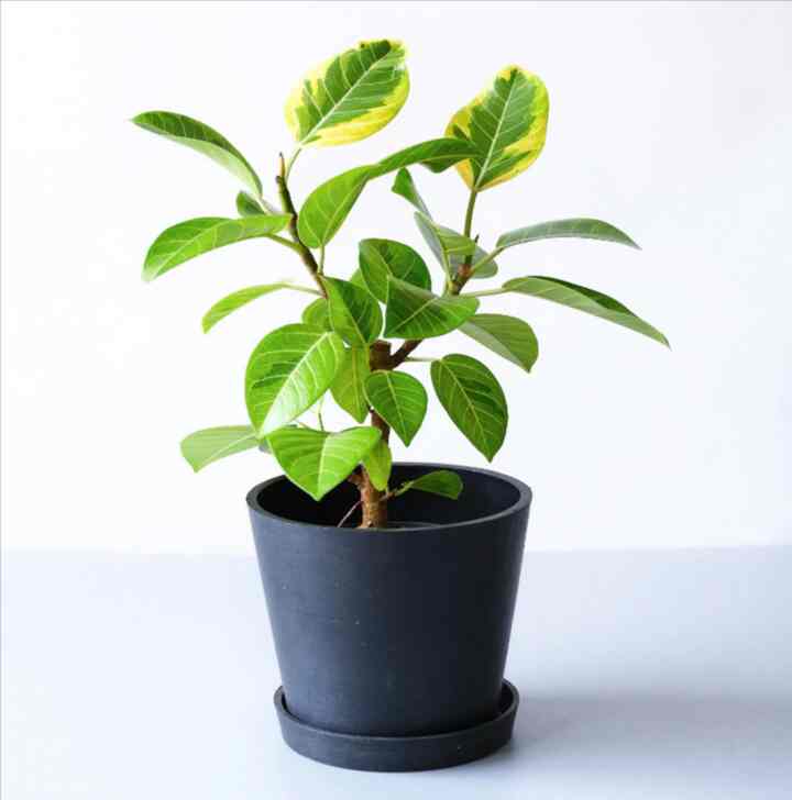 フィカス・アルテシーマ S 観葉植物