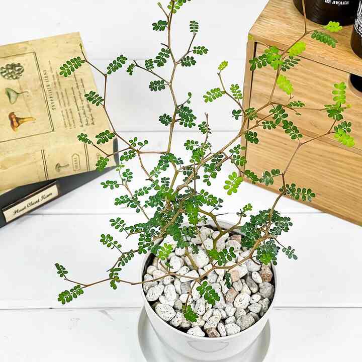 観葉植物 ソフォラ リトルベイビー 3.5号鉢