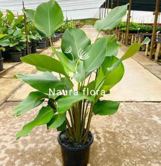 pohon pisang calatea Tinggi