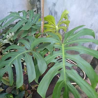 Tanaman hidup monstera king