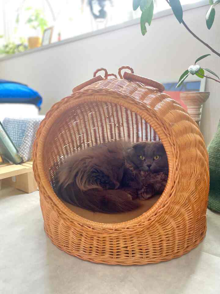 ナチュラルカラーのリビング空間、中央下部にグレーの猫がいるラタン製のペットハウスと右側に観葉植物が配置された落ち着いた雰囲気のインテリア