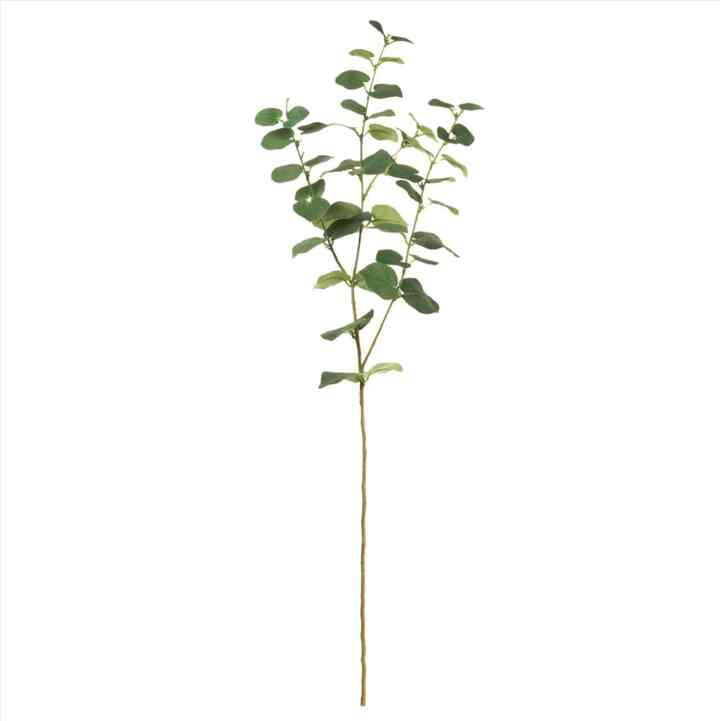 モナークユーカリ FG003295-024