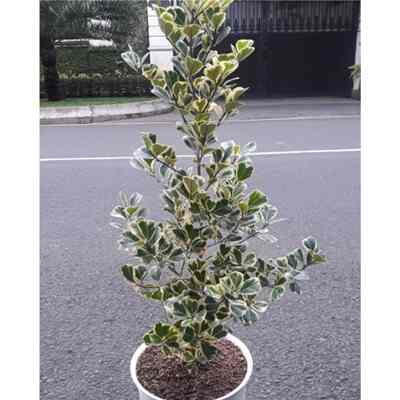 Tanaman beringin kupu