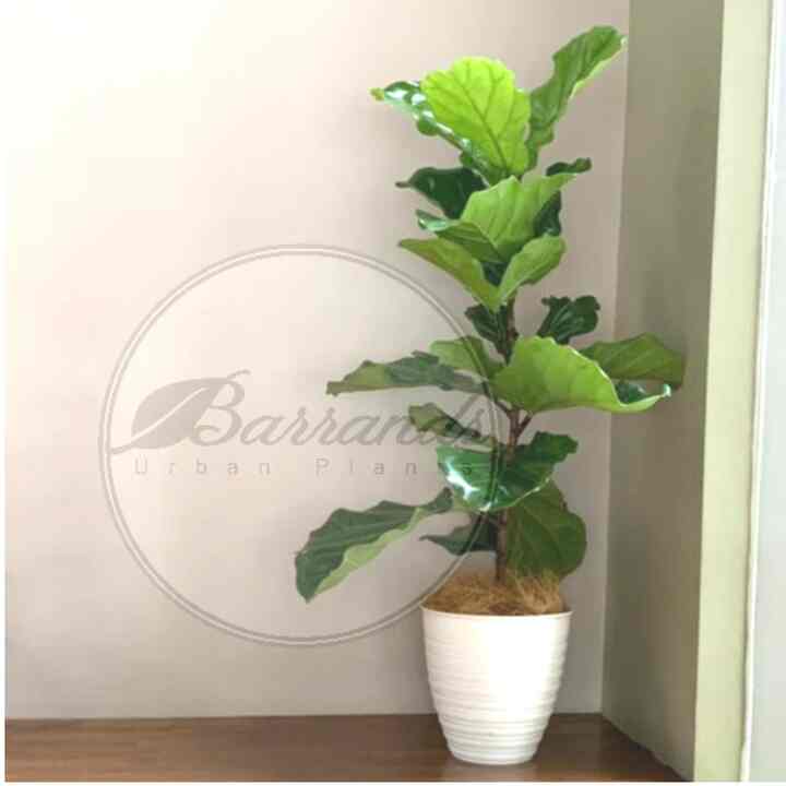 Pohon Ketapang Biola