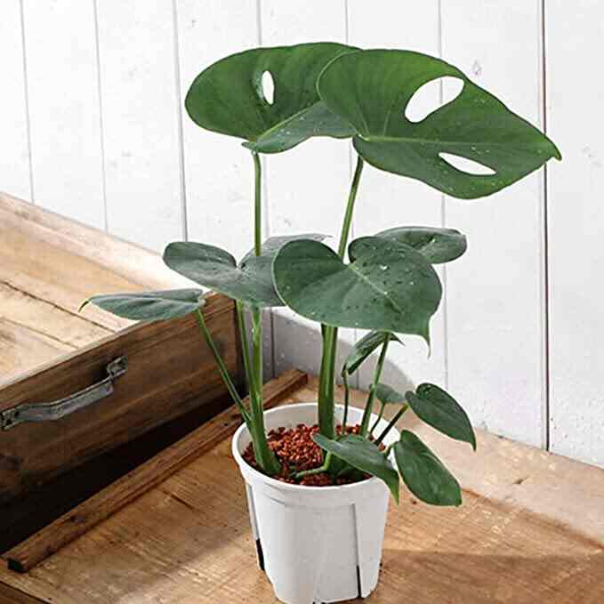 観葉植物 モンステラ デリシオーサ ４号