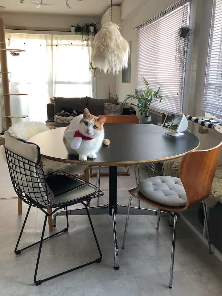 ナチュラルな色調のダイニングルーム、中央に黒いダイニングテーブルと猫がいて、様々な椅子が配置された温かみのある空間