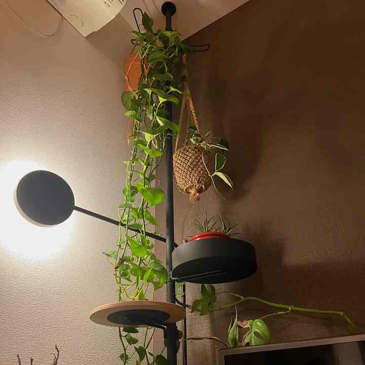 ダークグレーの柱とブラウンの壁が調和したコーナー、様々な観葉植物が配置されたナチュラルなインテリア