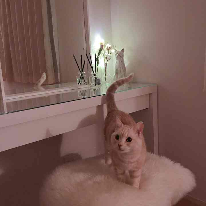 アイボリー調の化粧台と大きな鏡がある空間に、白いふわふわのラグの上に猫がいる雰囲気のあるインテリア