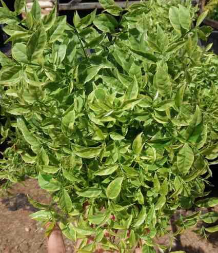 Bonsai Anting Putri + jasa kirim & pasang area jabodetabek