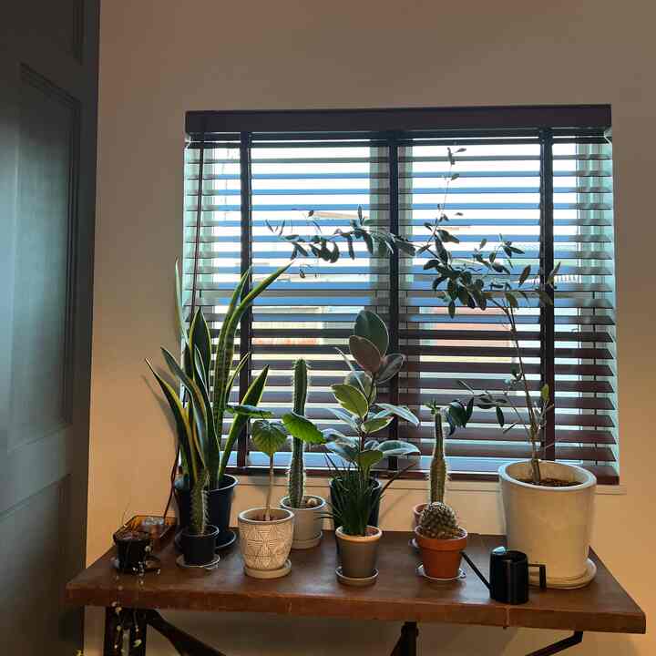 ブラウン調の木製ダイニングテーブルに様々な緑の植物が置かれた、自然で落ち着いた雰囲気のインテリア