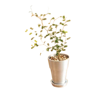 COOL シリンダー植木鉢 9ｃｍ