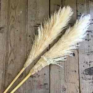 ドライフラワー パンパス2本セット