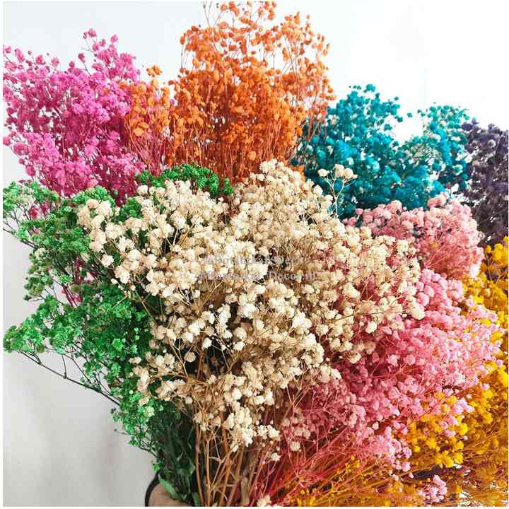 Preserved Real Touch Premium Baby's Breath