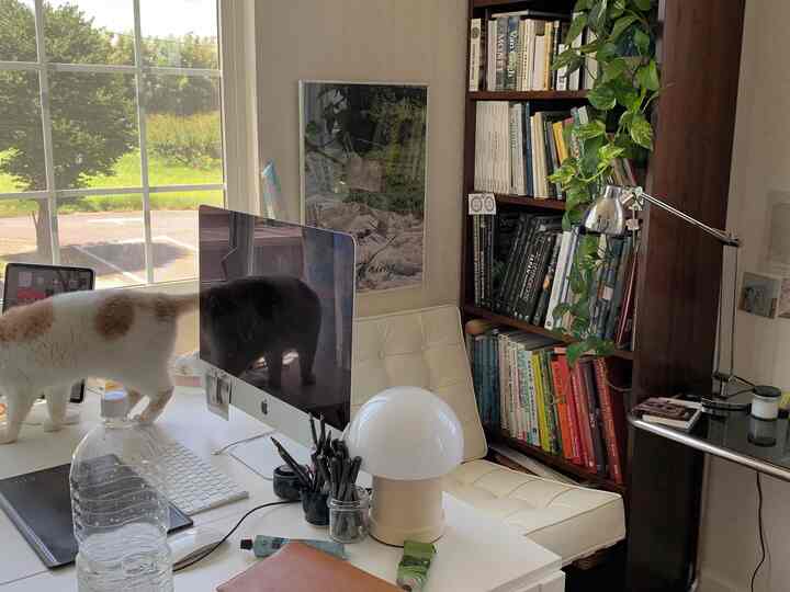 Bright white-toned home office with a cat on the desk and a bookshelf, creating a cozy workspace
