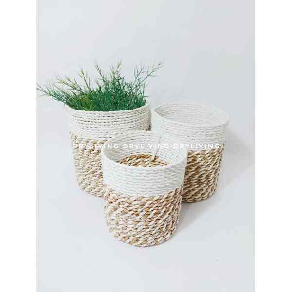 Mini Pot Seagrass Set isi 3