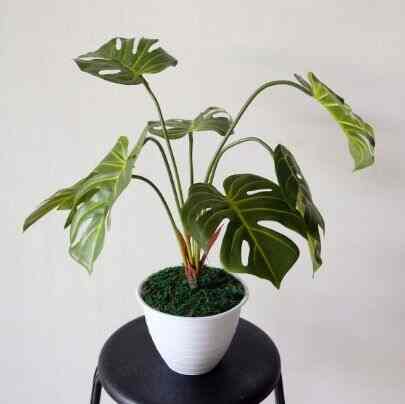 Tanaman Monstera Latex