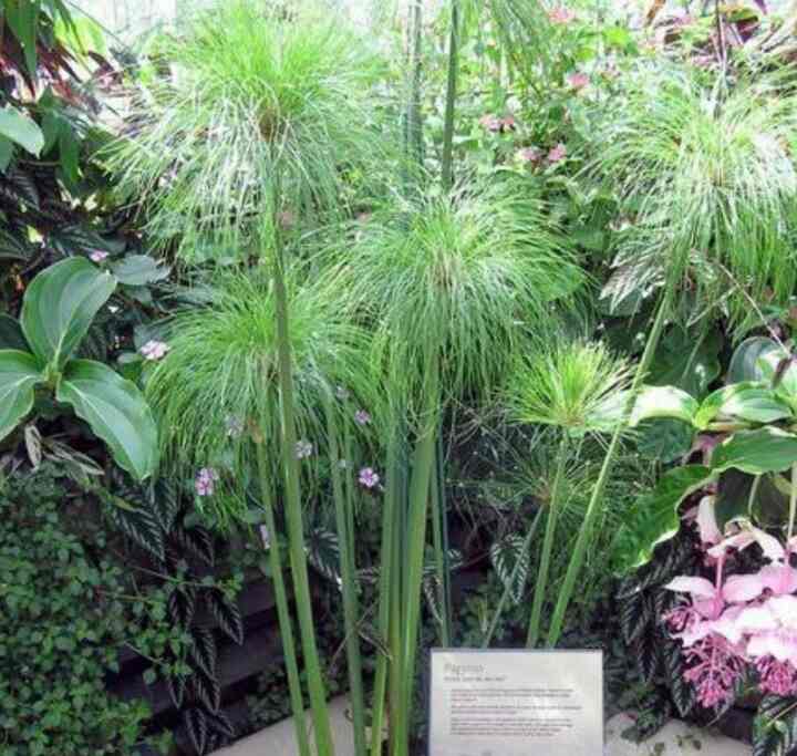bibit tanaman hias giant papyrus