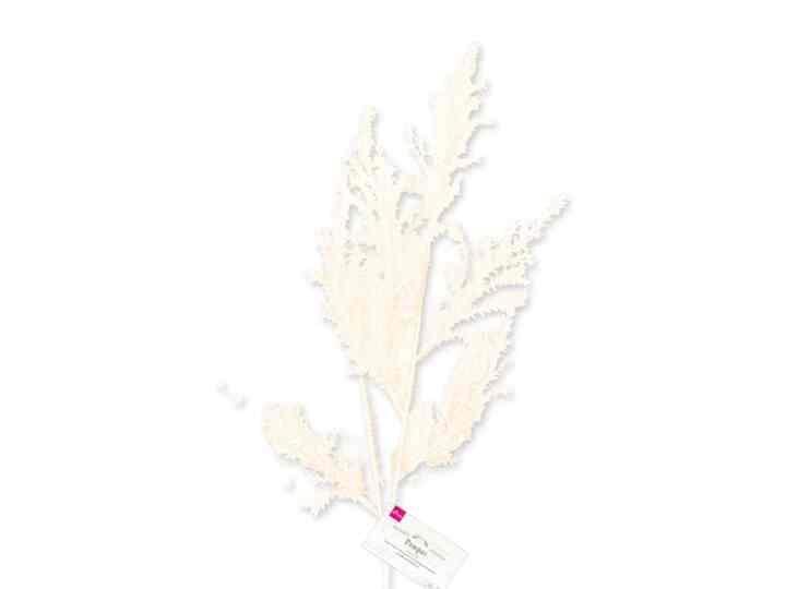 パンパス ブッシュ