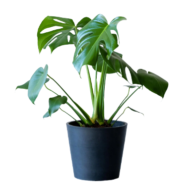 モンステラ・アダンソニー S