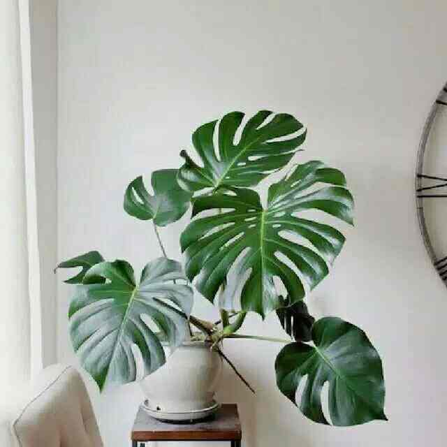 Tanaman hias monstera