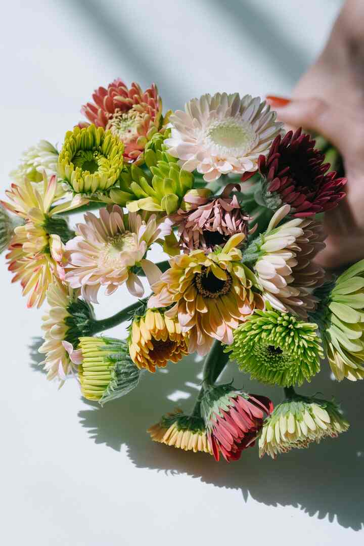 松木園芸のつぼみガーベラ