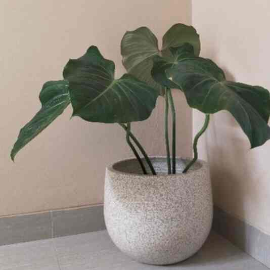 POT TERAKOTA PREMIUM BULAT EGG D30T30