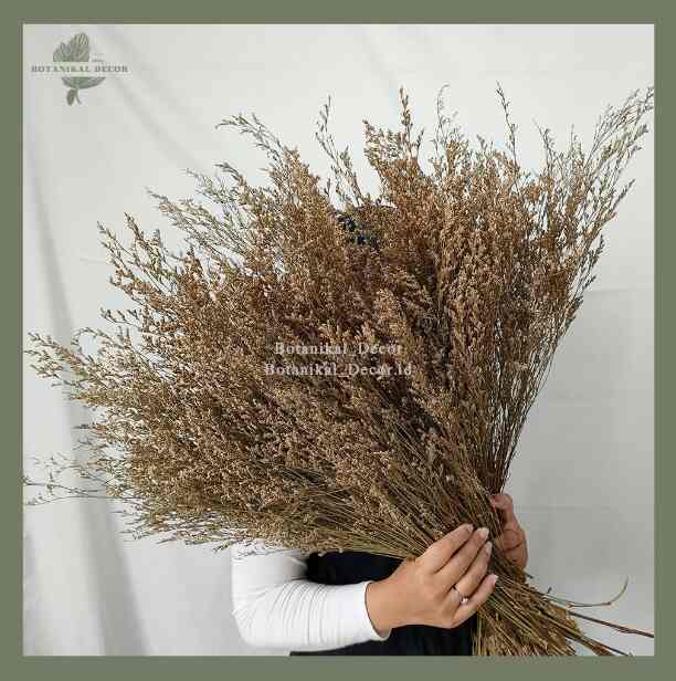 Dried Flower Caspea Import