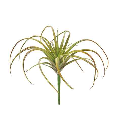 エアプランツ FG001364-025