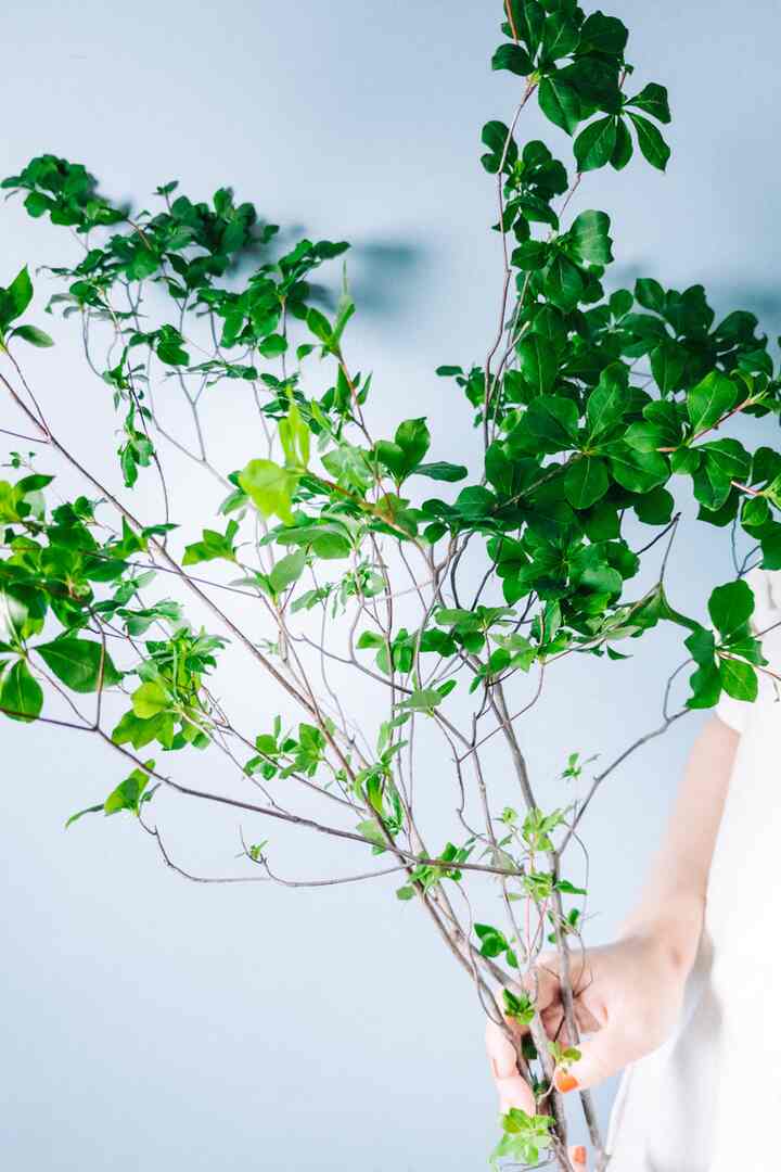 長いドウダンツツジ