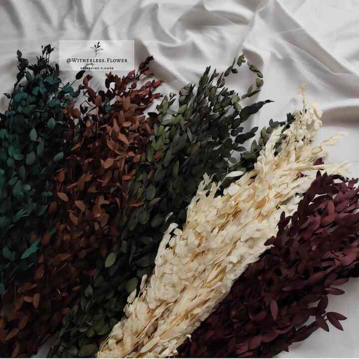 Preserved Eucalyptus Parvifolia (50gr)