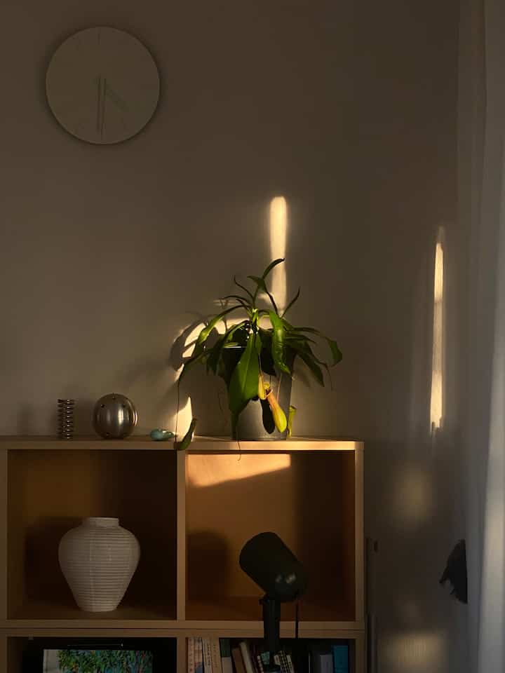 温かみのあるブラウンの木製本棚と白い壁、緑の植物が配置された印象的なシンプルなリビング