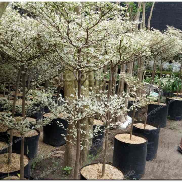 Pohon Ketapang kencana Varigata 1 meter